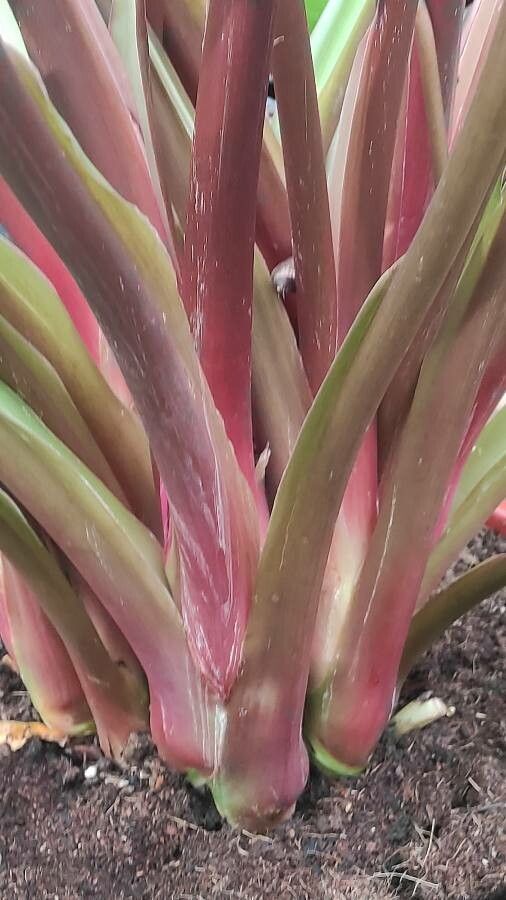 Homalomena rubescens bark