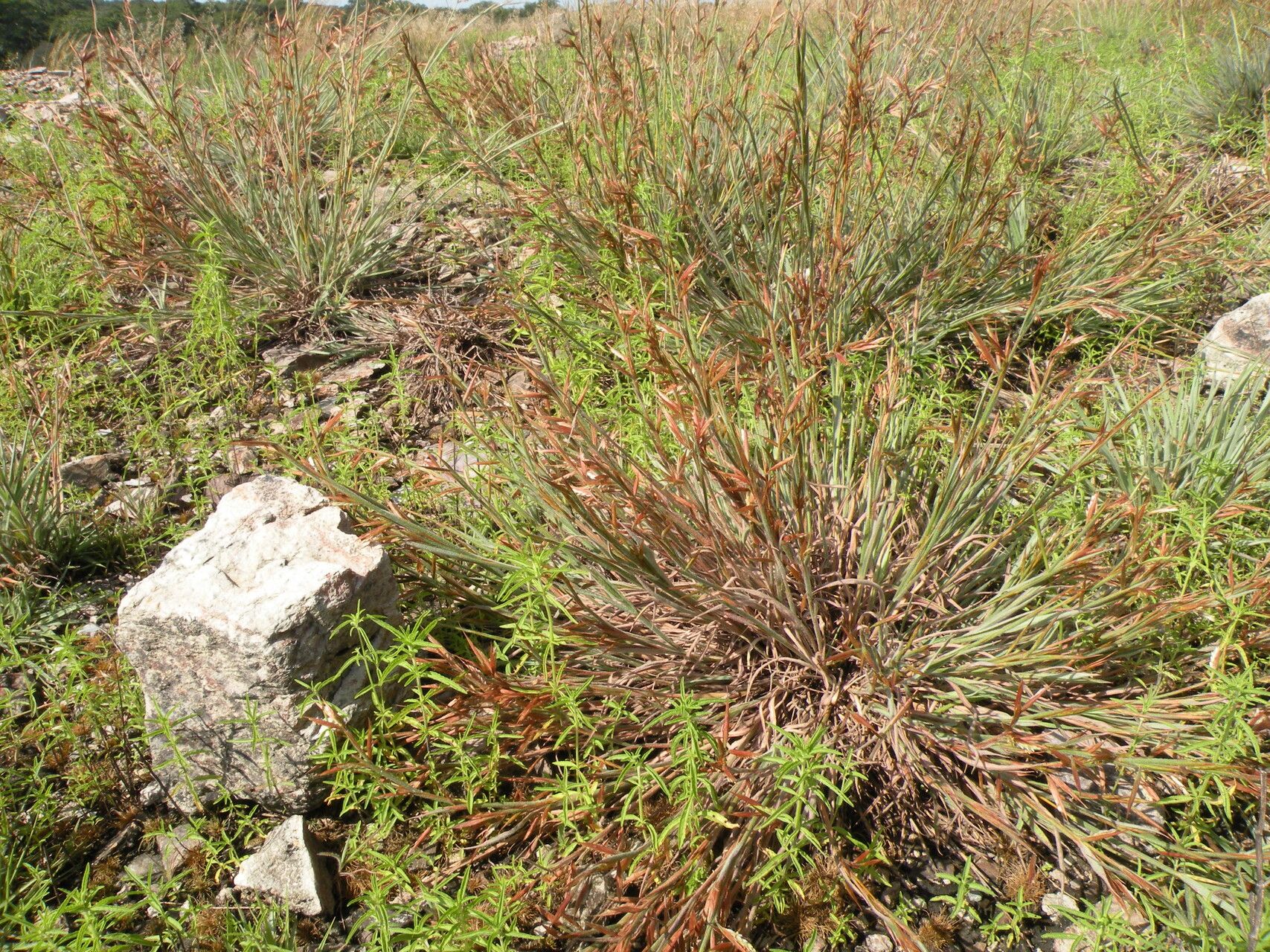 Monocymbium ceresiiforme habit