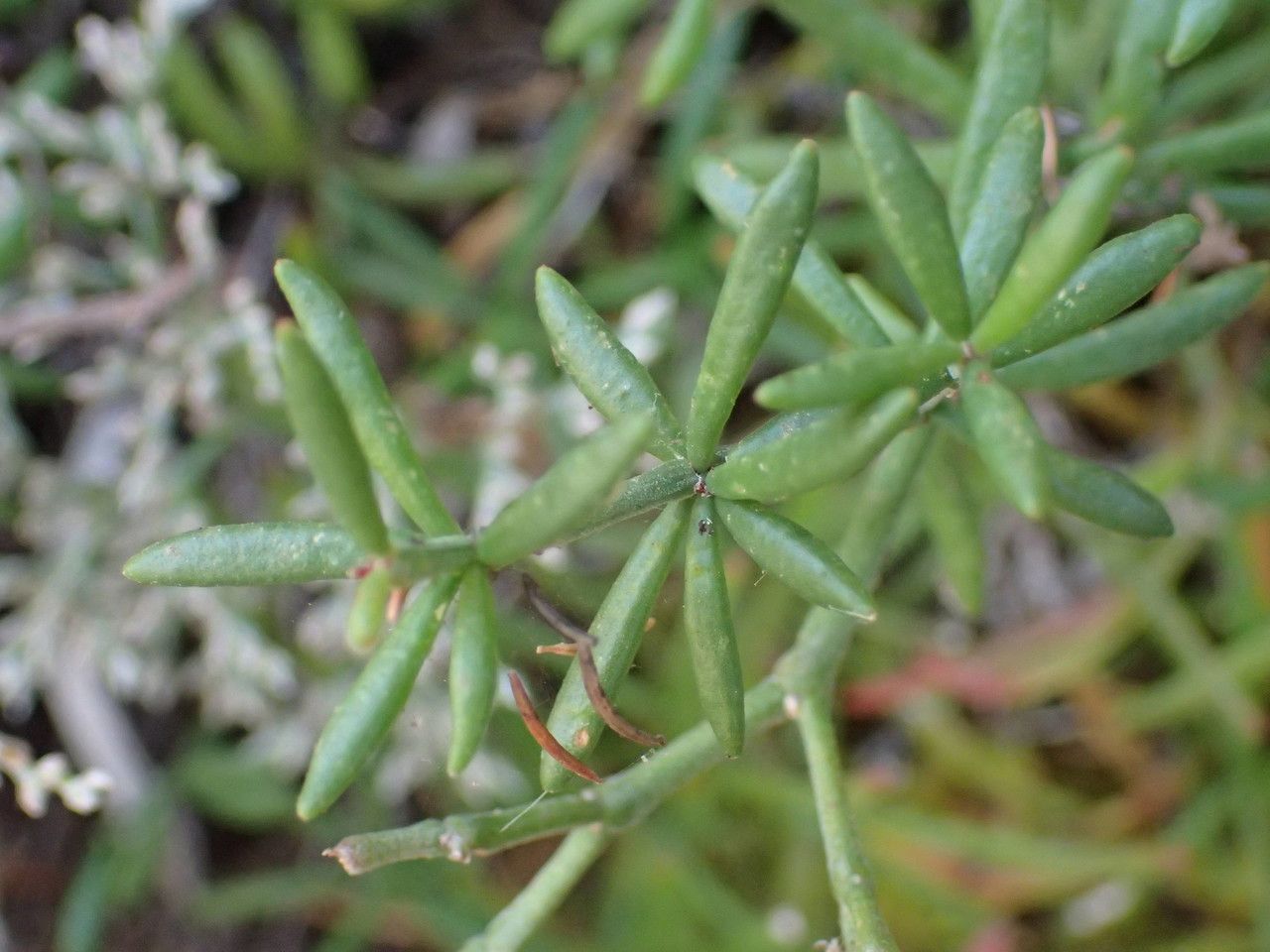 Polycarpaea smithii leaf
