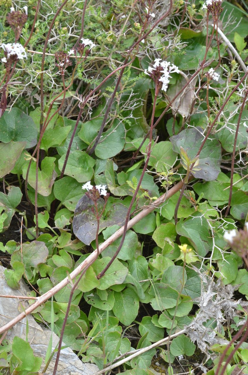 Valeriana asarifolia — search result for 'Valeriana'