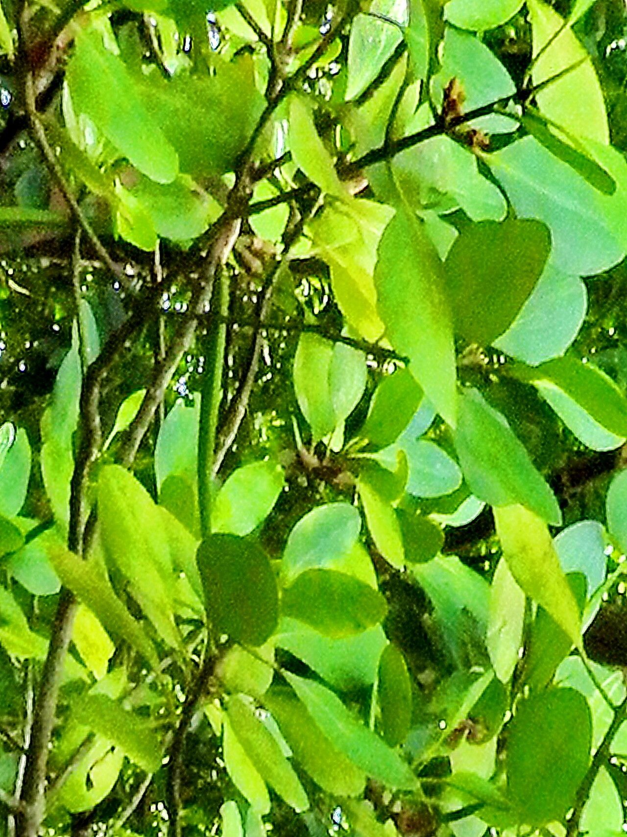 Ceriops zippeliana — related species from the same genus