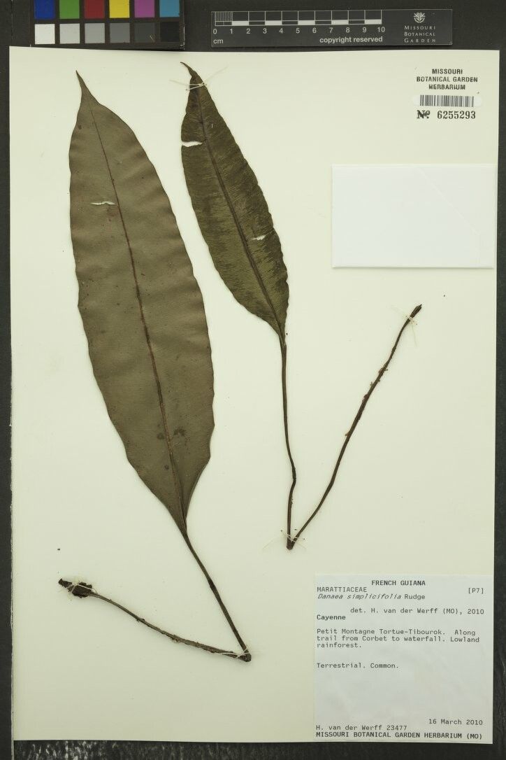 Danaea simplicifolia other