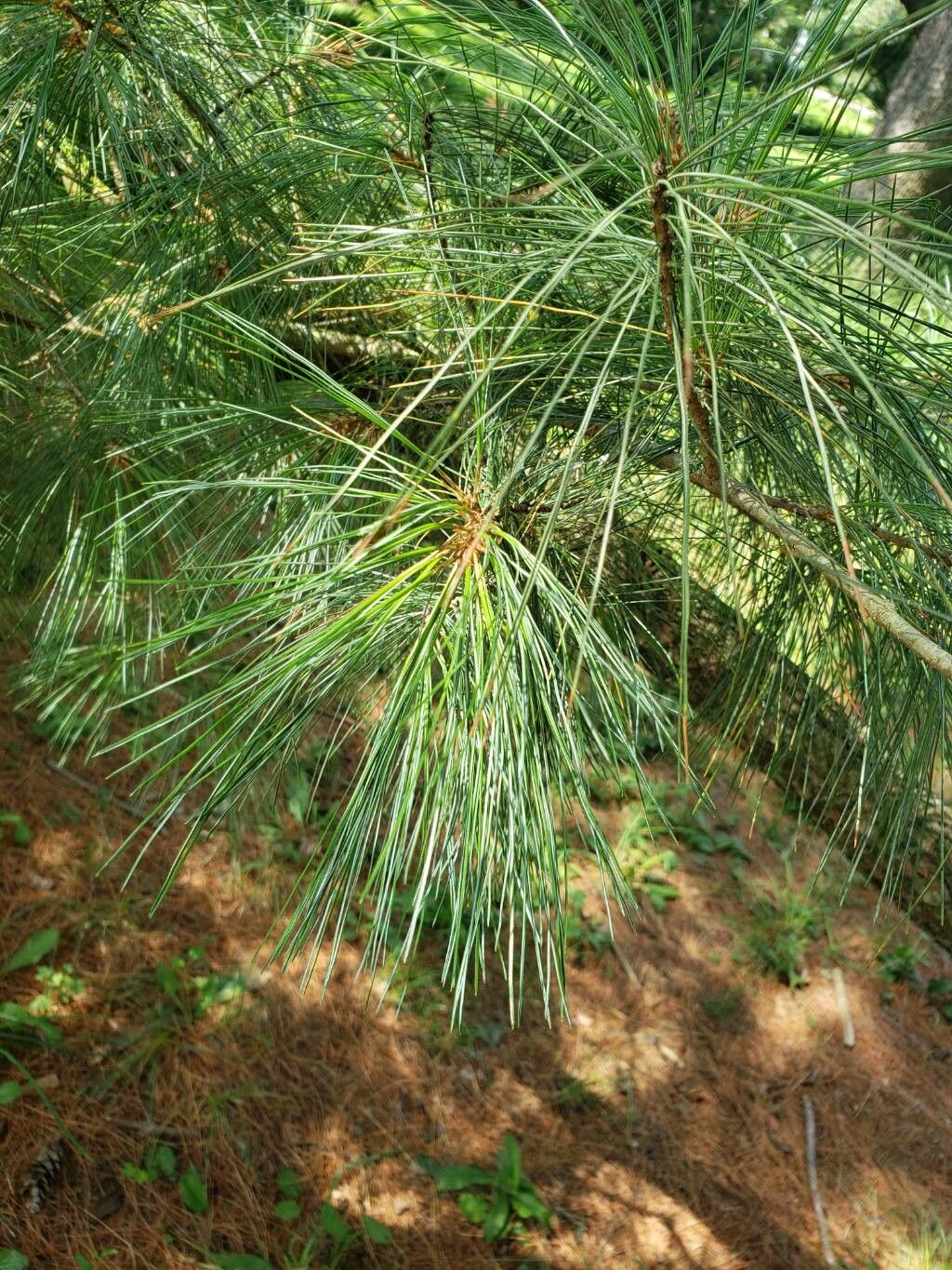 Pinus × holfordiana — houseplant care guide