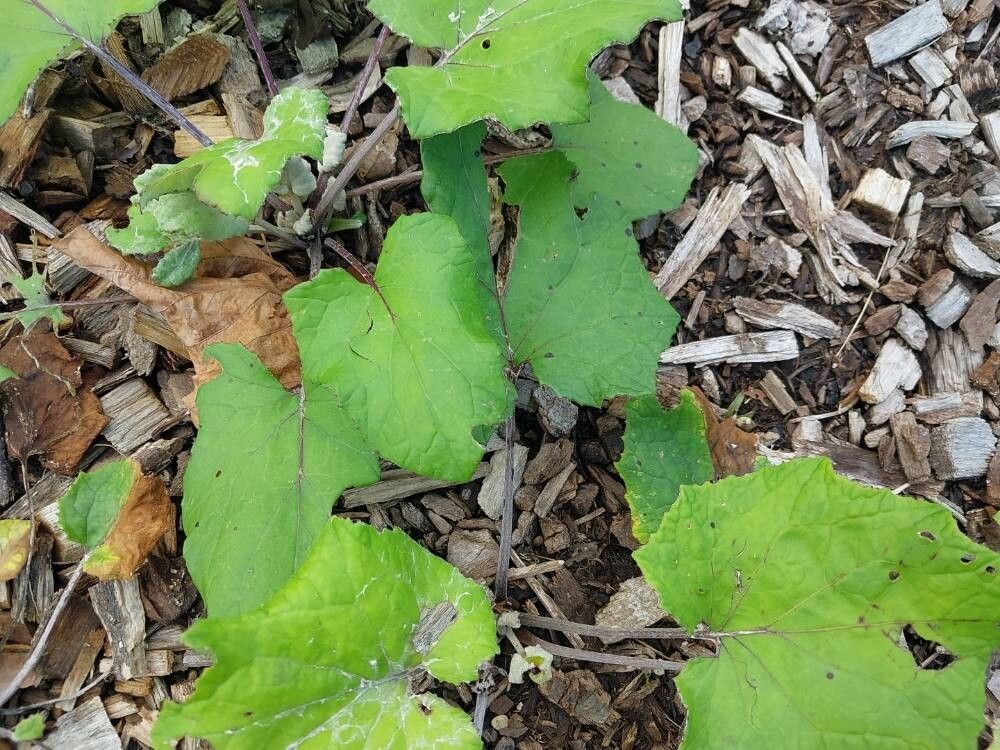 Ligularia mongolica leaf