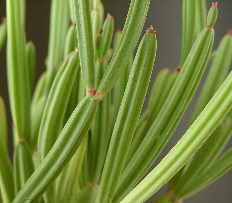 Euphorbia appariciana — houseplant care guide