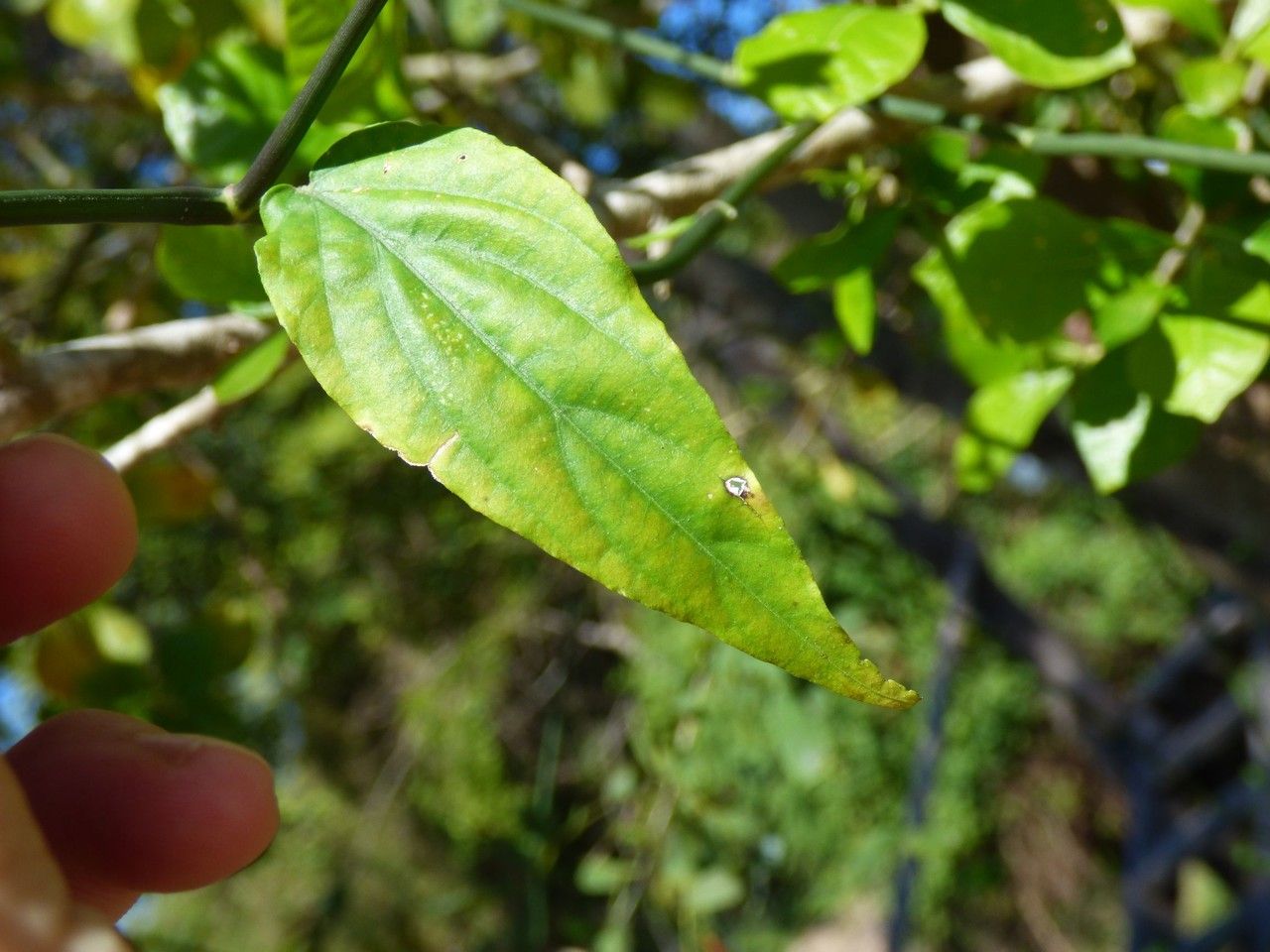 Clinacanthus nutans leaf