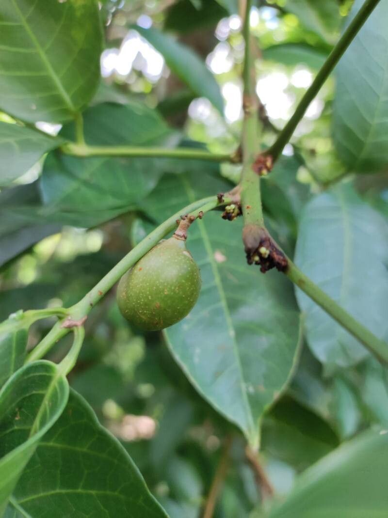 Protium glabrum fruit