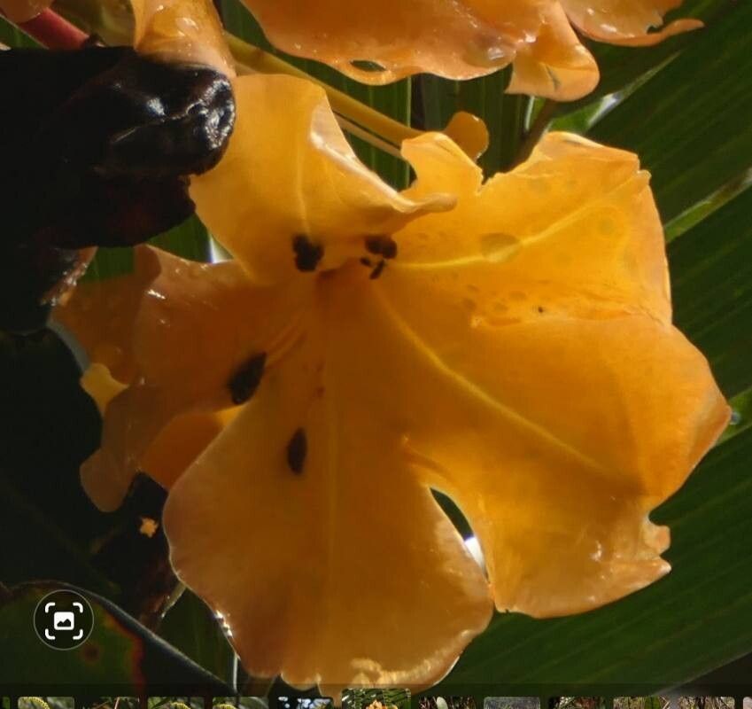 Rhododendron lowii — houseplant care guide