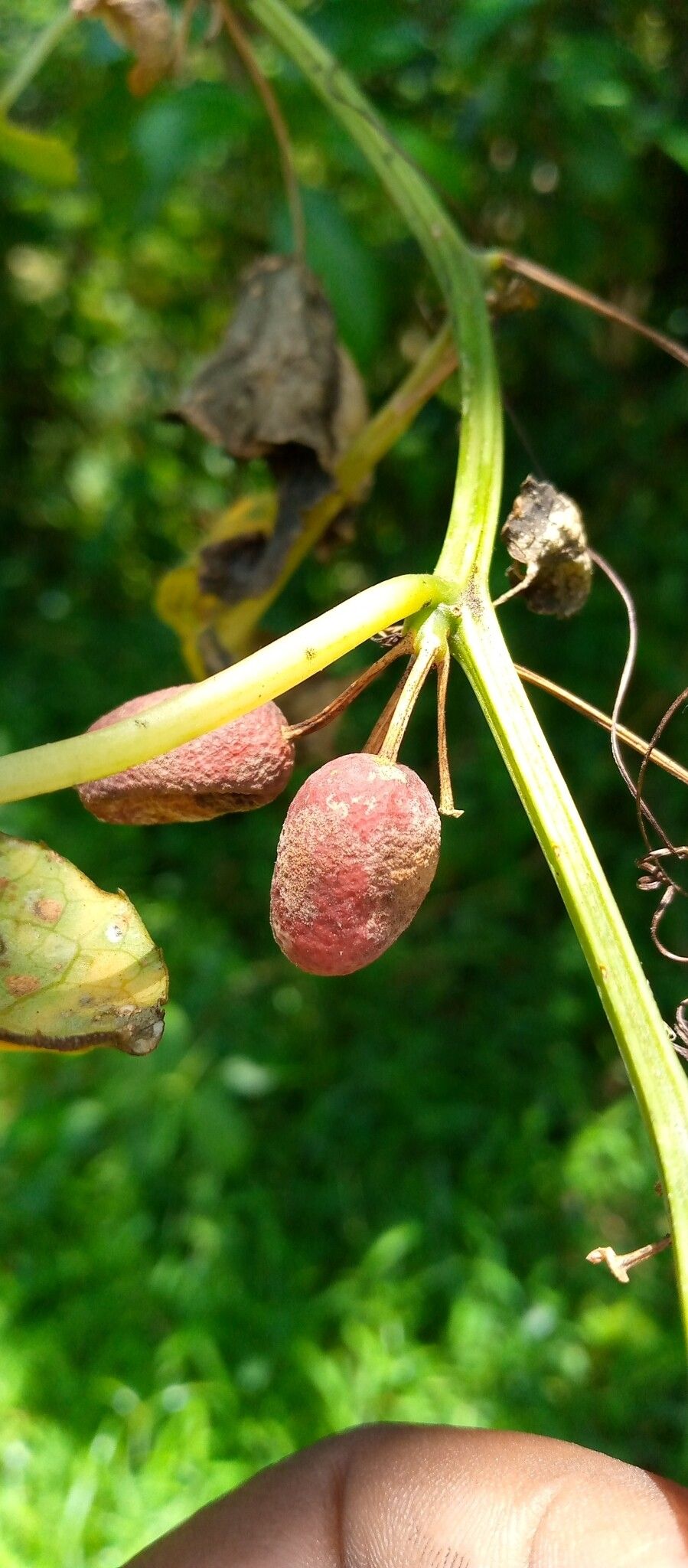 Zehneria emirnensis — related species from the same genus