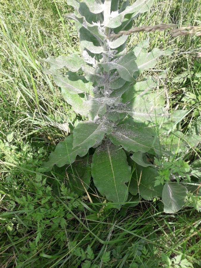 Verbascum pulverulentum