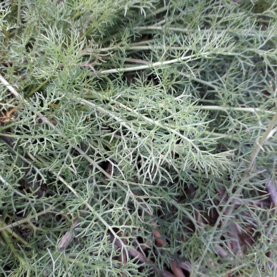 Matricaria chamomilla leaf