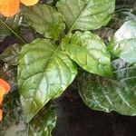 Crossandra infundibuliformis