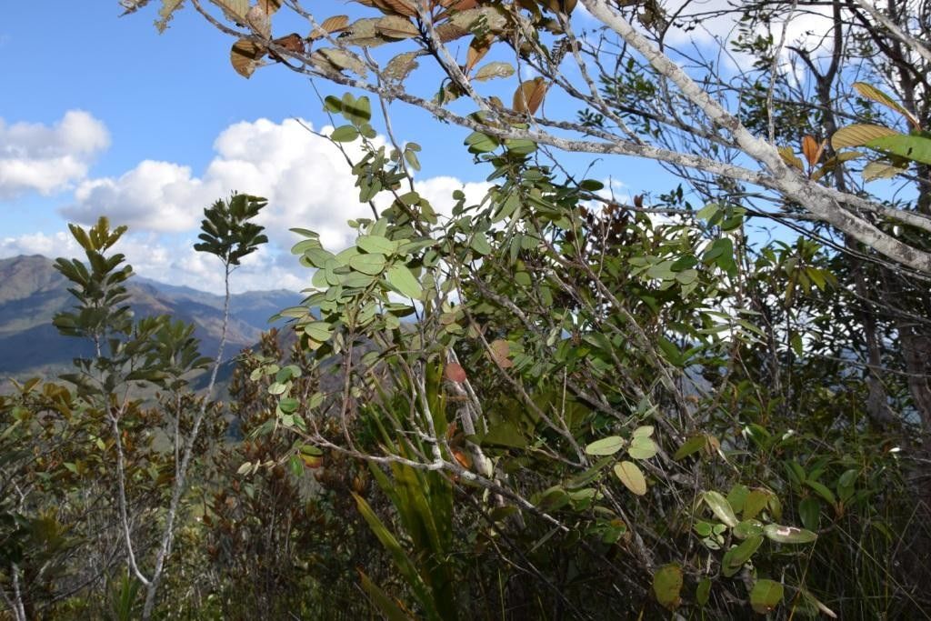 Phyllanthus balansanus — houseplant care guide