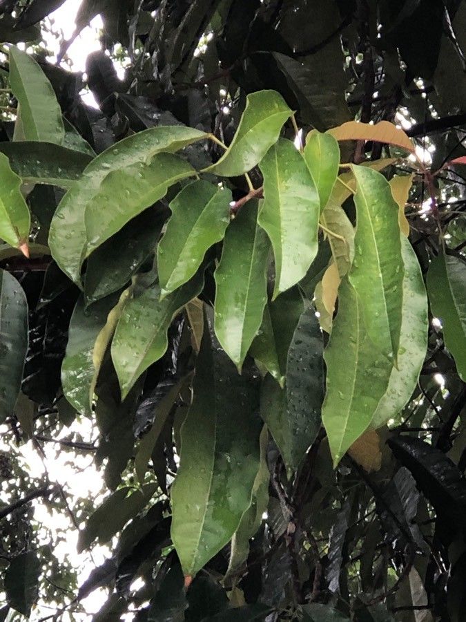 Elateriospermum tapos — search result for 'Thailand'