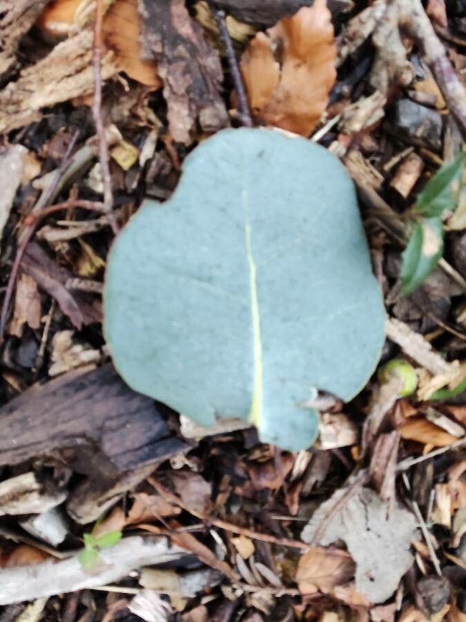 Eucalyptus cordata leaf