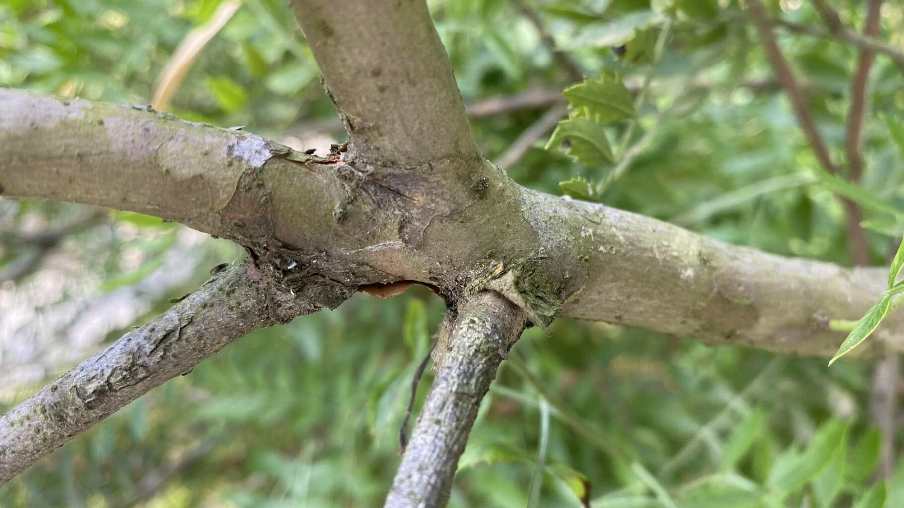 Schinus weinmanniifolia bark