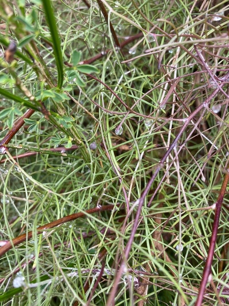 Tolpis succulenta leaf