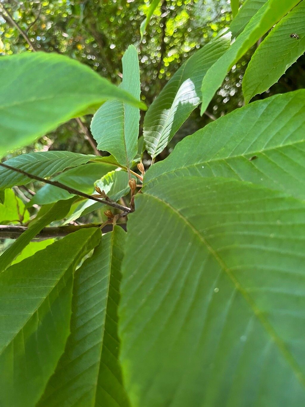 Meliosma myriantha other
