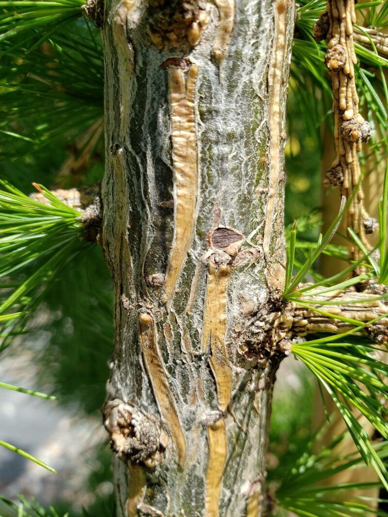 Larix sibirica bark