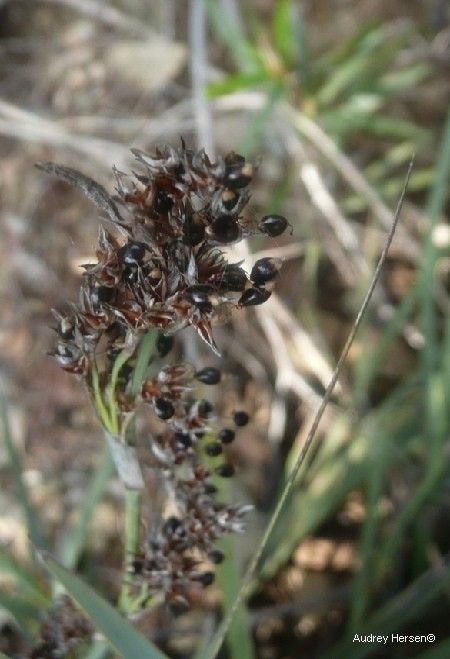 Machaerina deplanchei fruit