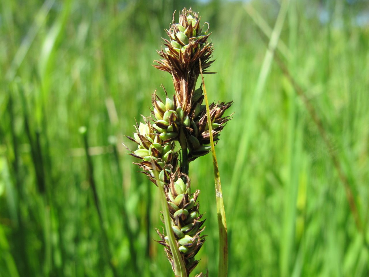 Carex hartmanii fruit