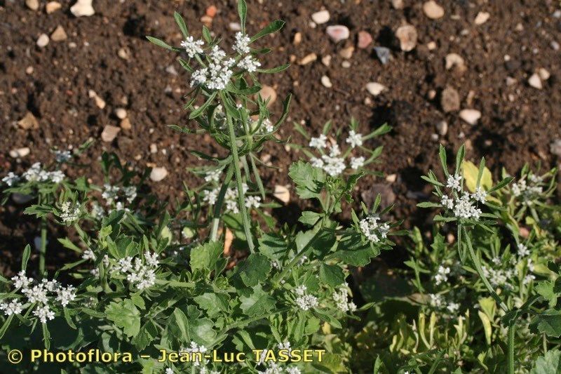 Tordylium syriacum habit