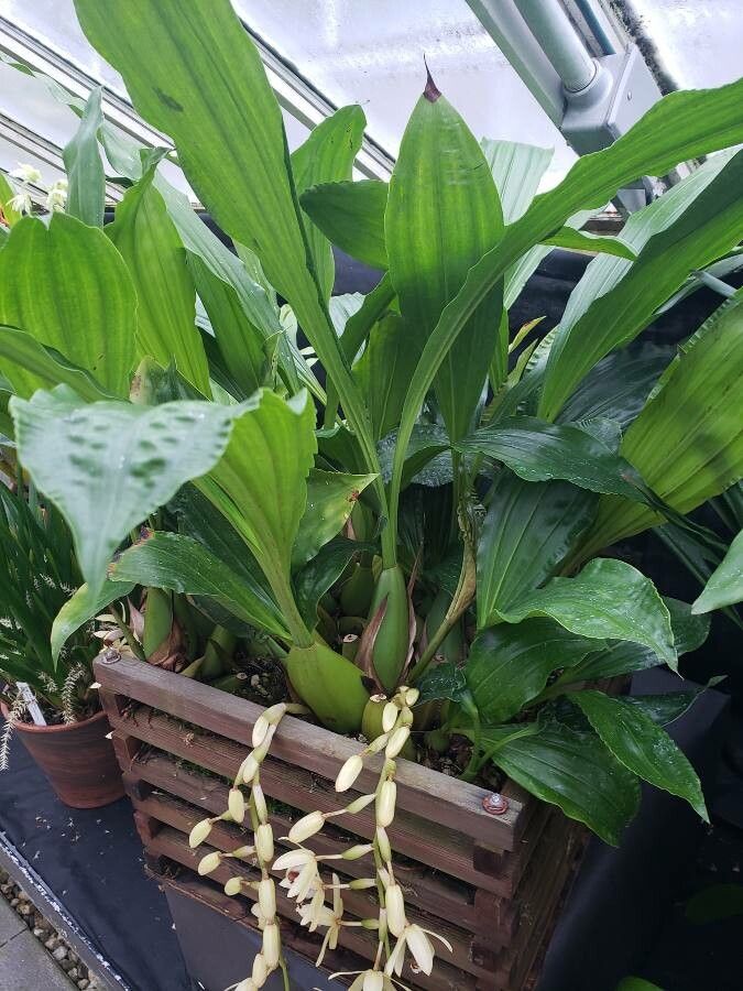 Coelogyne tomentosa habit