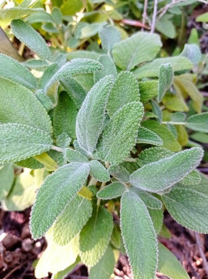 Salvia interrupta — houseplant care guide