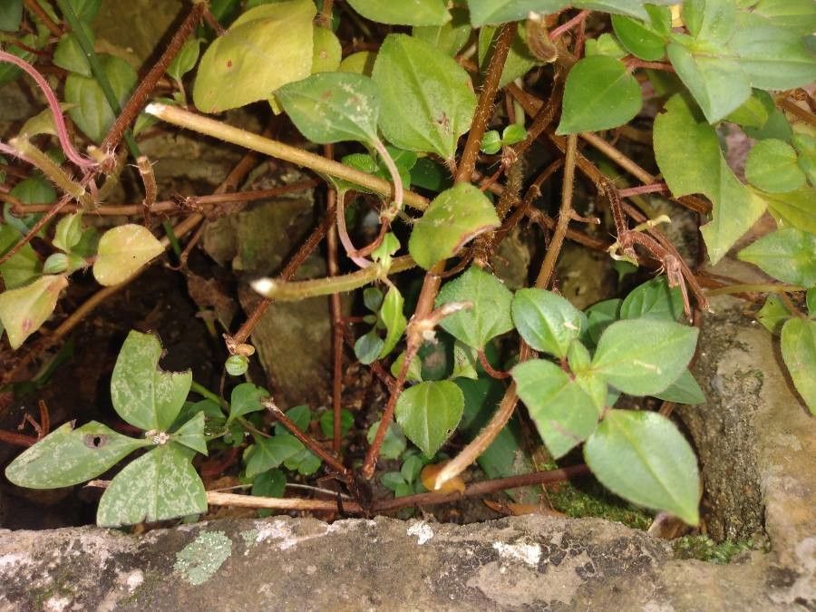 Heterotis rotundifolia bark