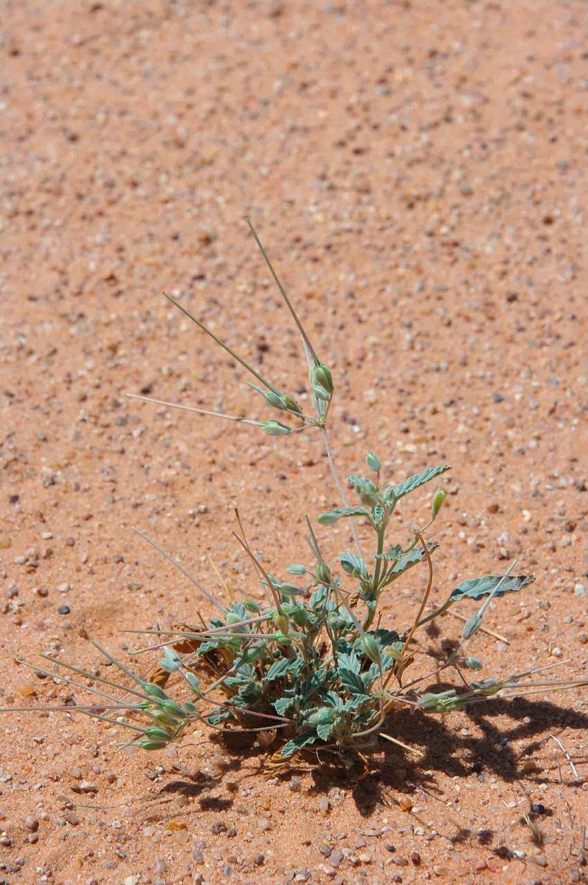 Monsonia nivea fruit