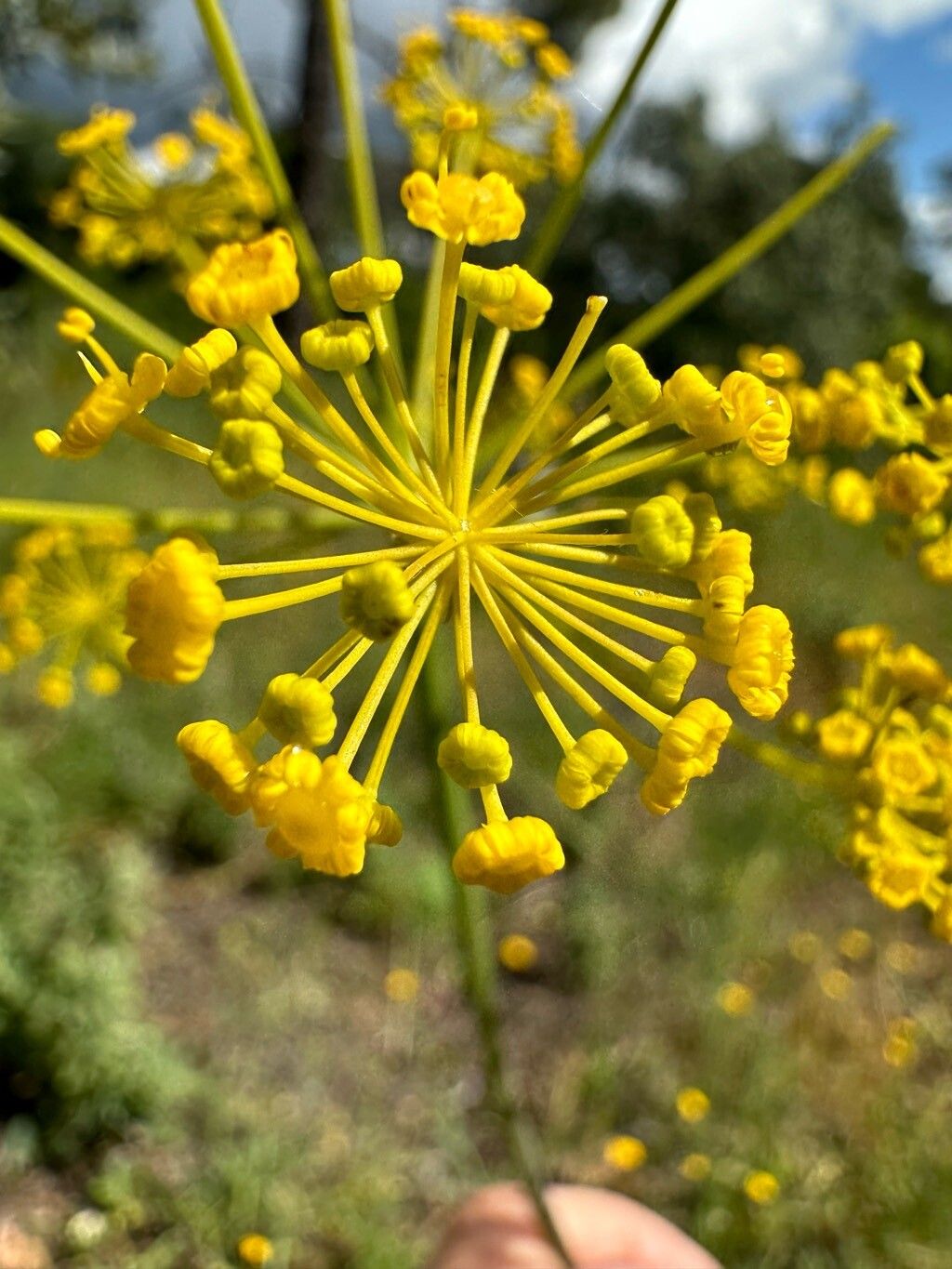 Thapsia foetida flower
