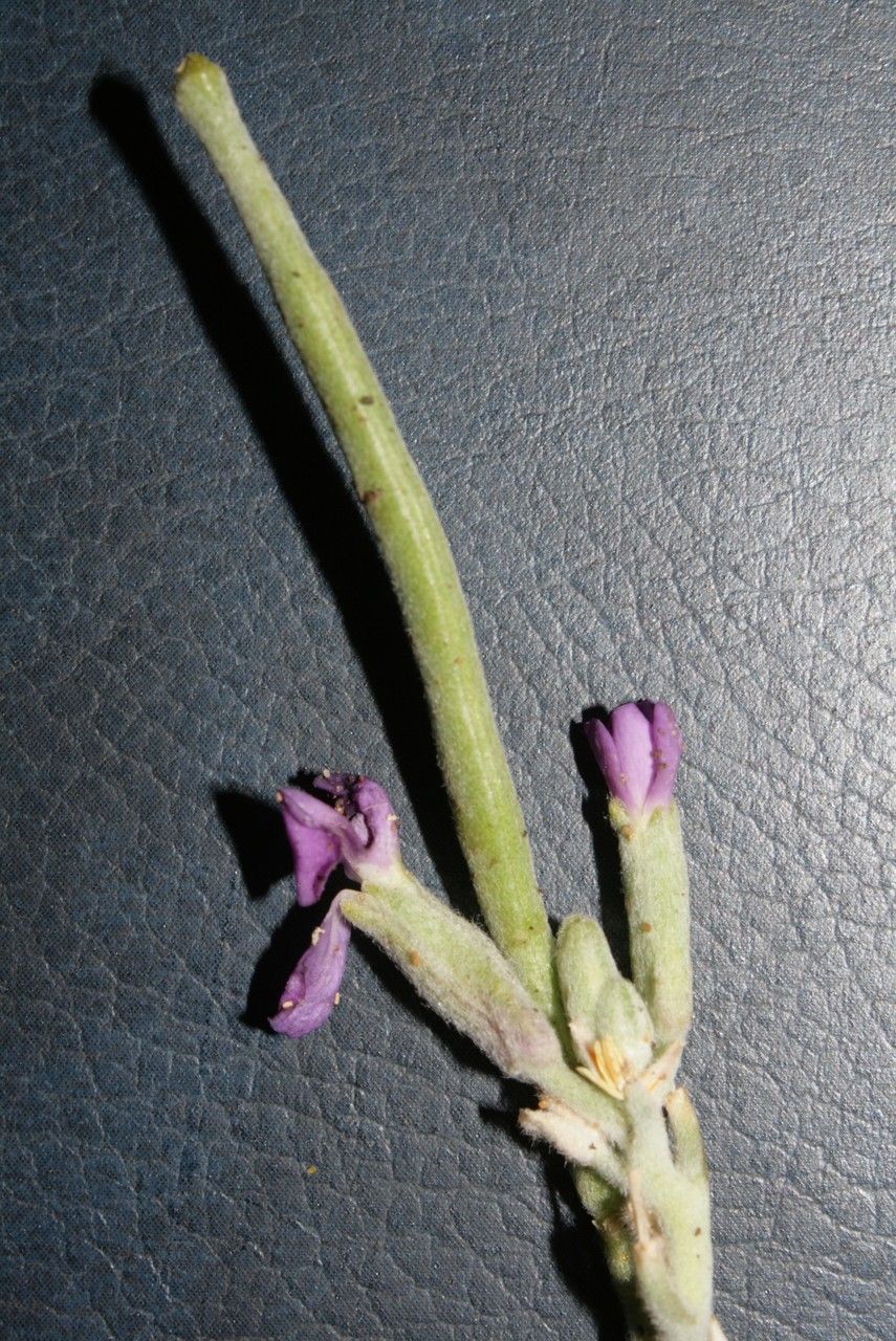 Matthiola crassifolia flower