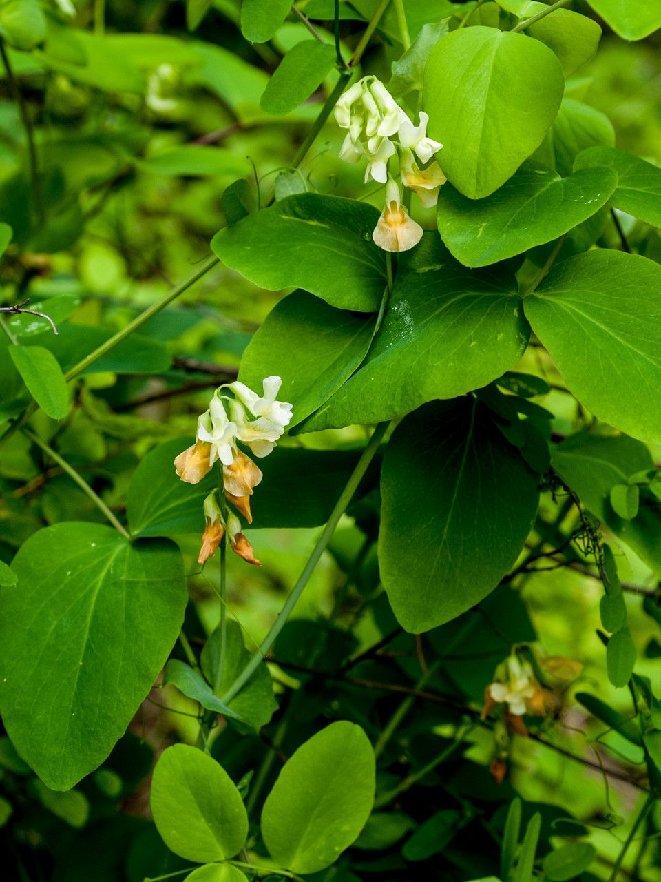 Lathyrus ochroleucus flower