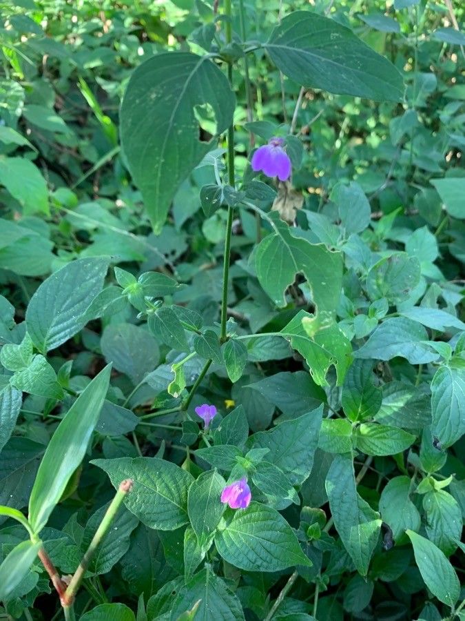 Justicia unyorensis flower