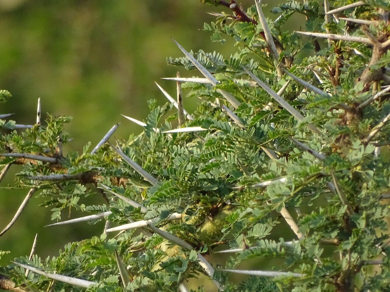 Acacia xanthophloea leaf