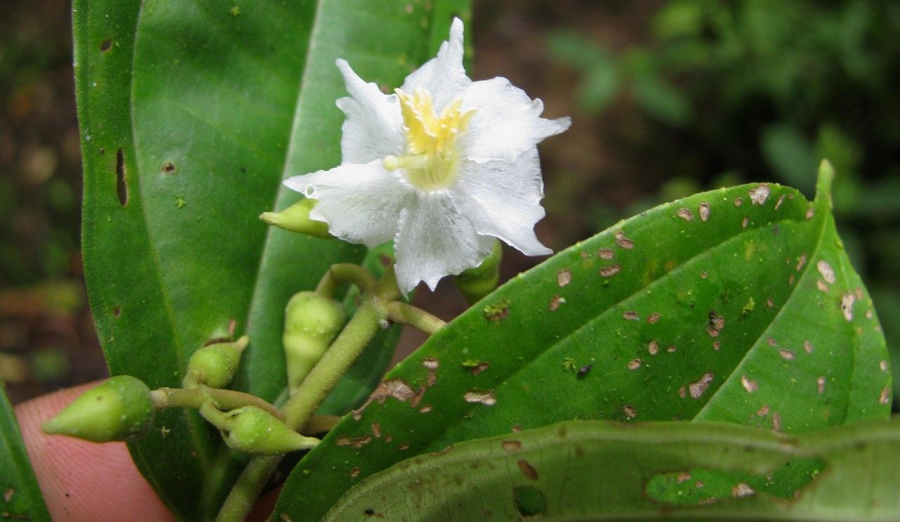 Miconia tenuifolia other