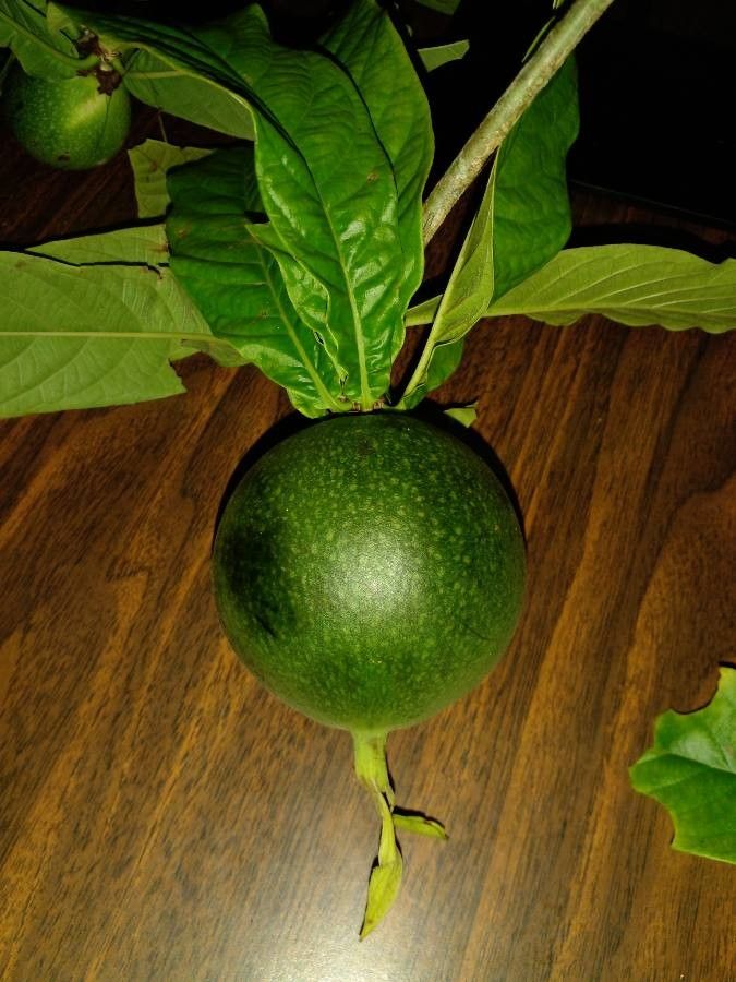 Randia genipoides fruit