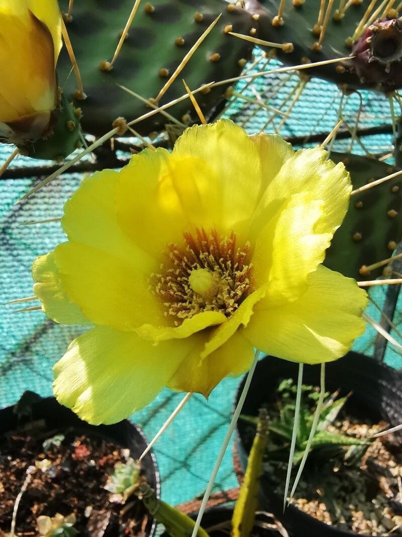 Opuntia decumbens flower