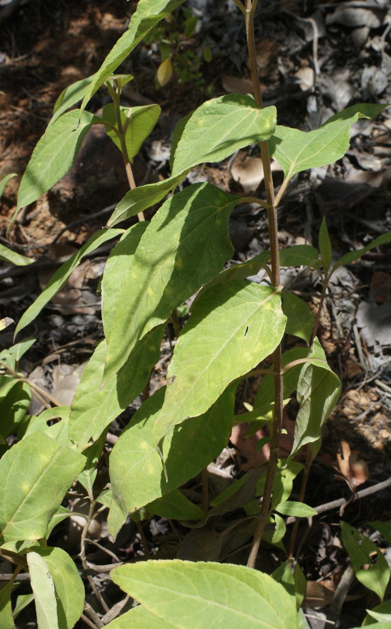 Borrichia arborescens leaf