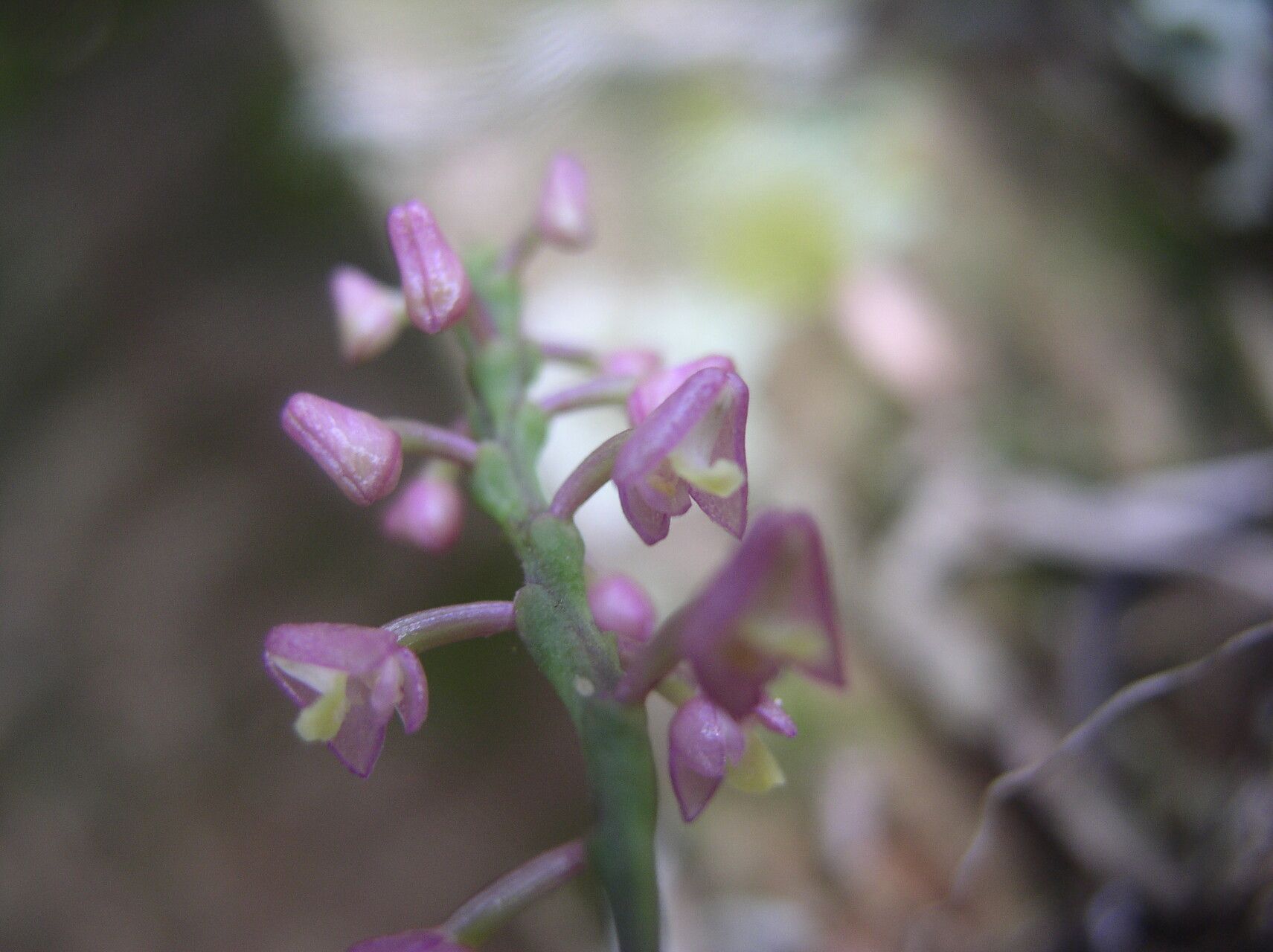 Polystachya modesta flower