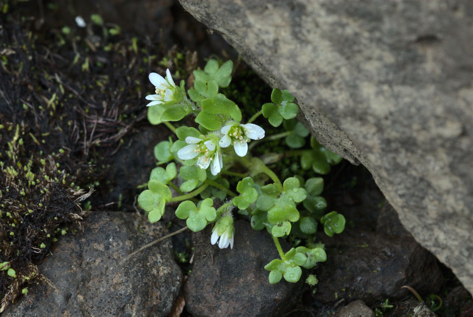 Saxifraga rivularis flower