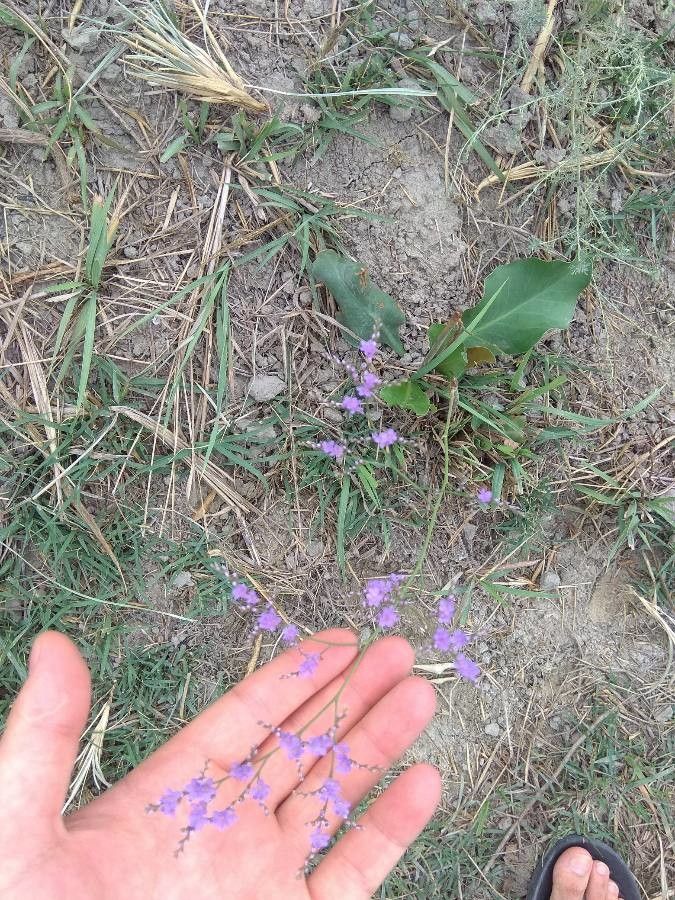 Limonium meyeri other
