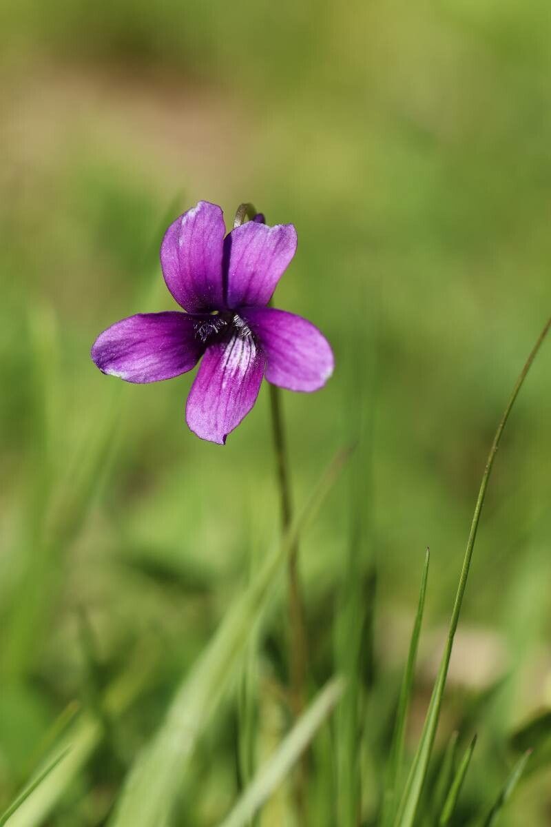 Viola mandshurica flower
