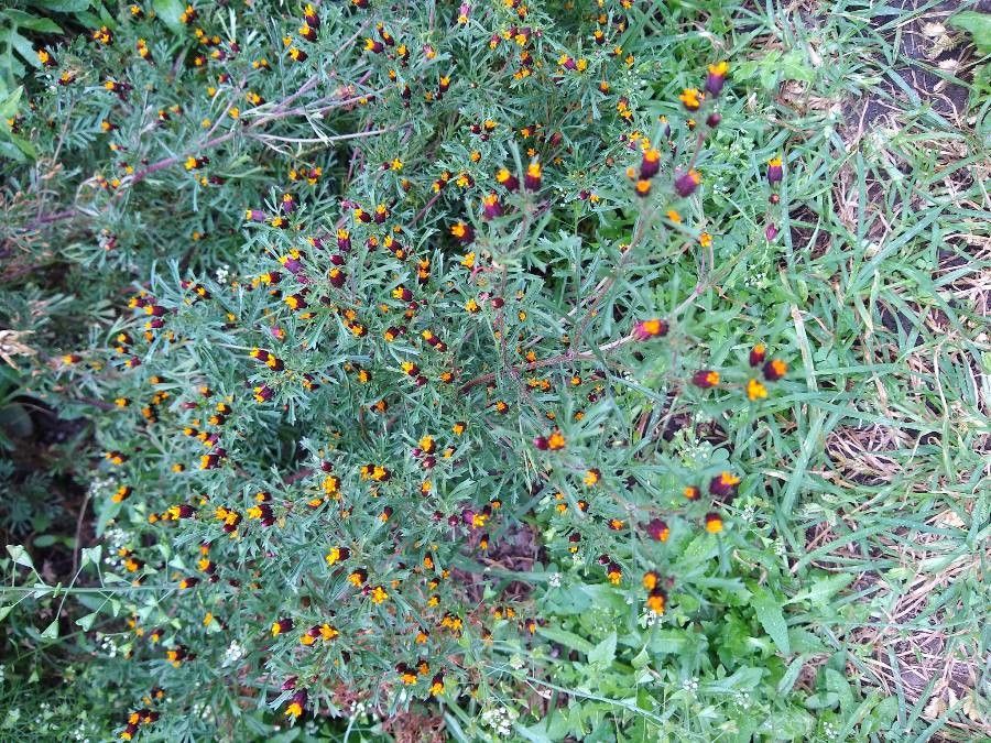 Dyssodia papposa — houseplant care guide