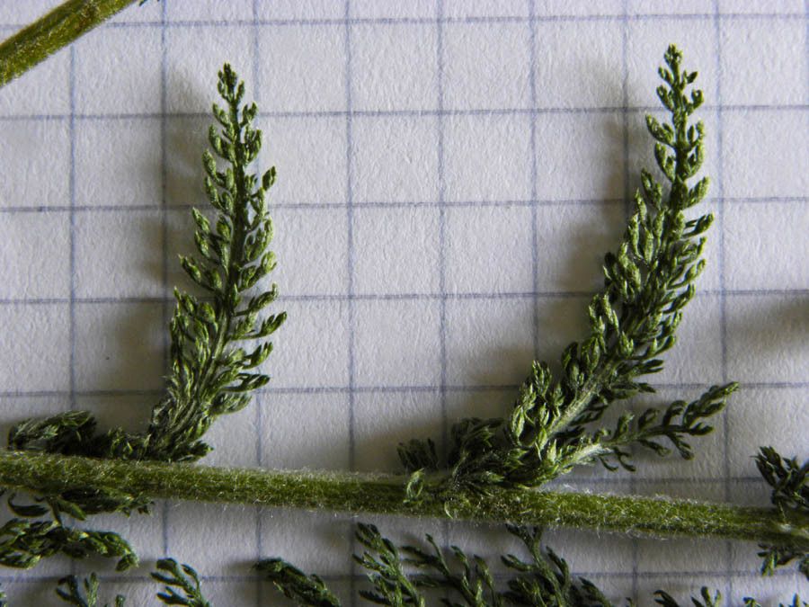 Achillea setacea leaf