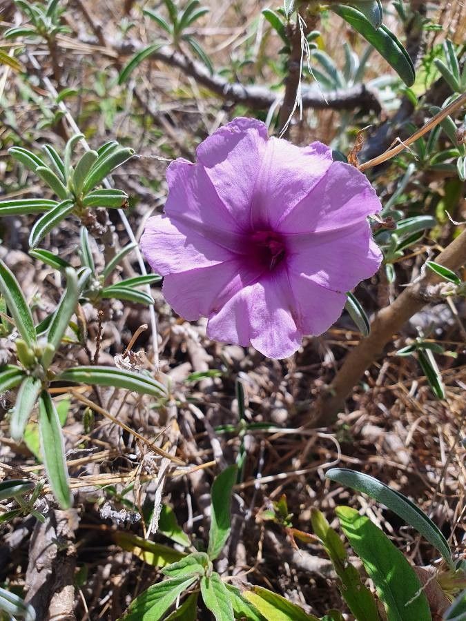 Ipomoea jaegeri flower