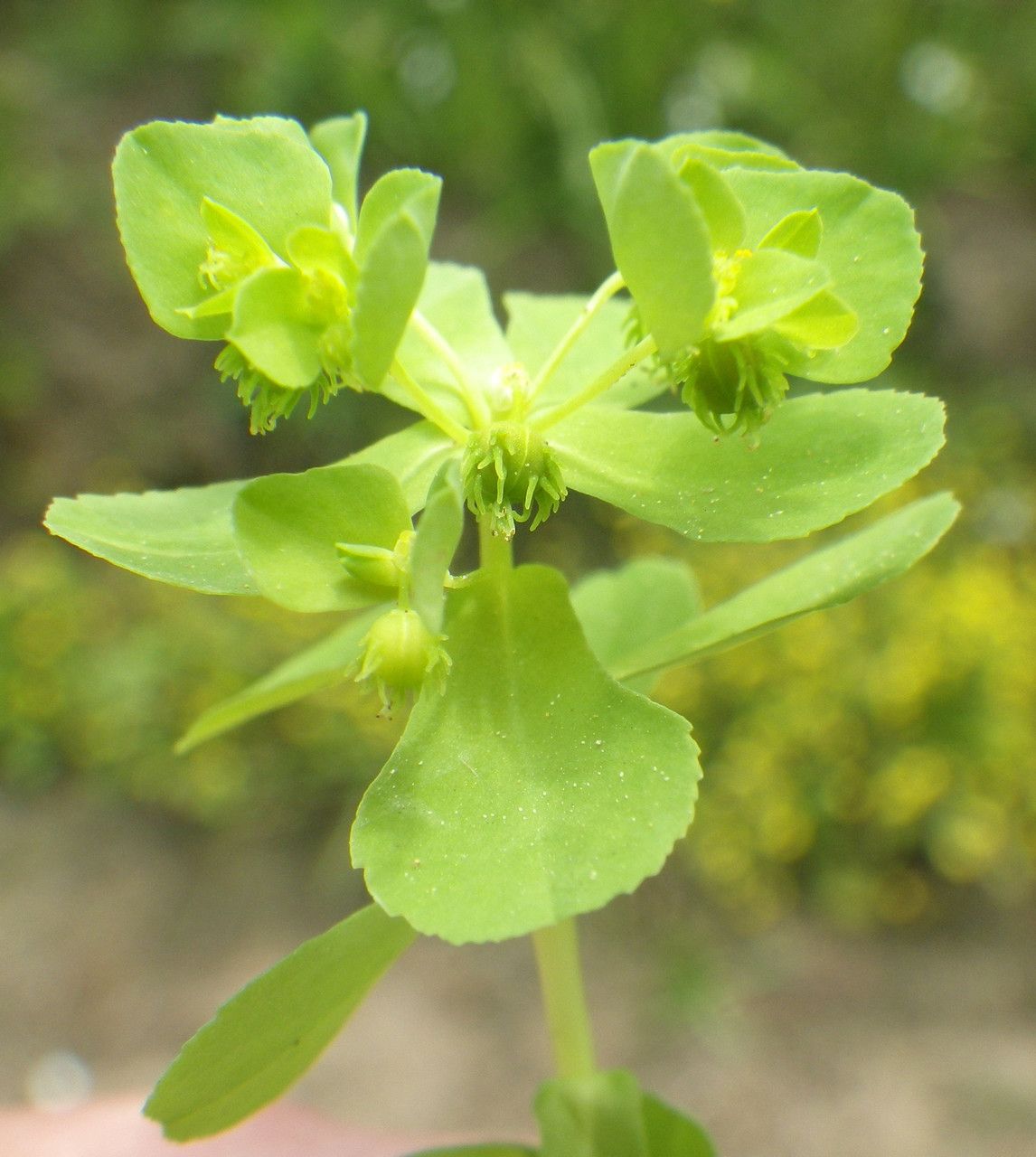 Euphorbia cuneifolia — houseplant care guide