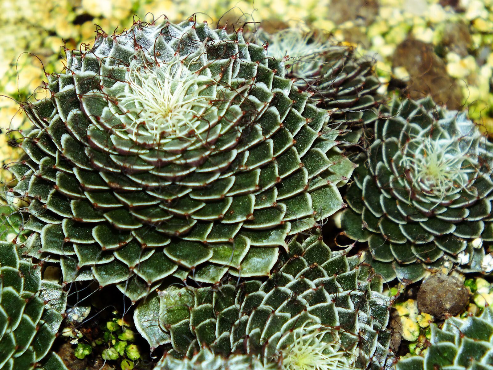 Saxifraga florulenta — search result for 'Saxifraga'