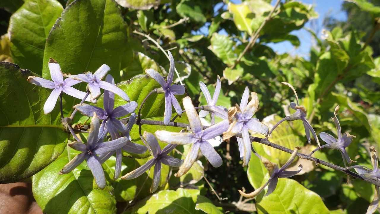 Petrea volubilis fruit