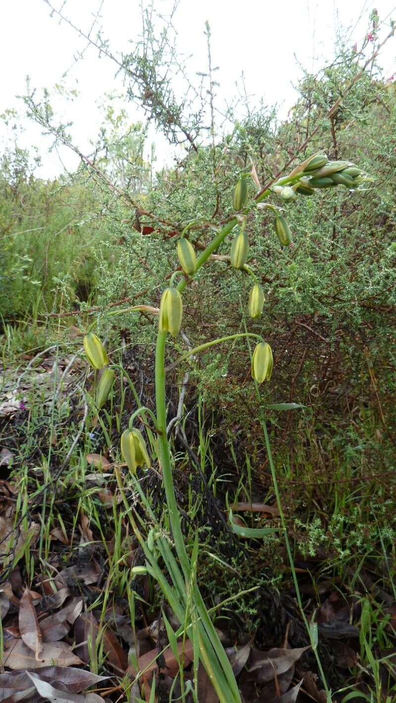 Albuca abyssinica flower